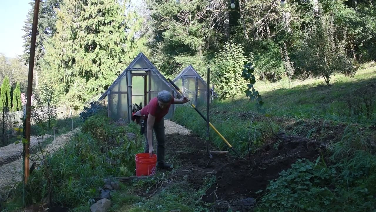 a humble ode,  planting rye, confronting some dilemmas including a rogue chicken