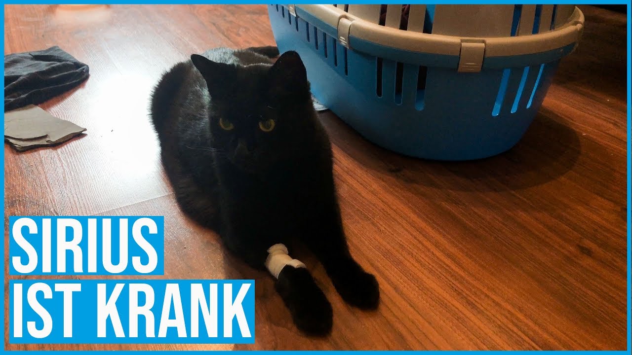 Pankreatitis, Diabetes, Magenschleimhautentzündung | Teil 1