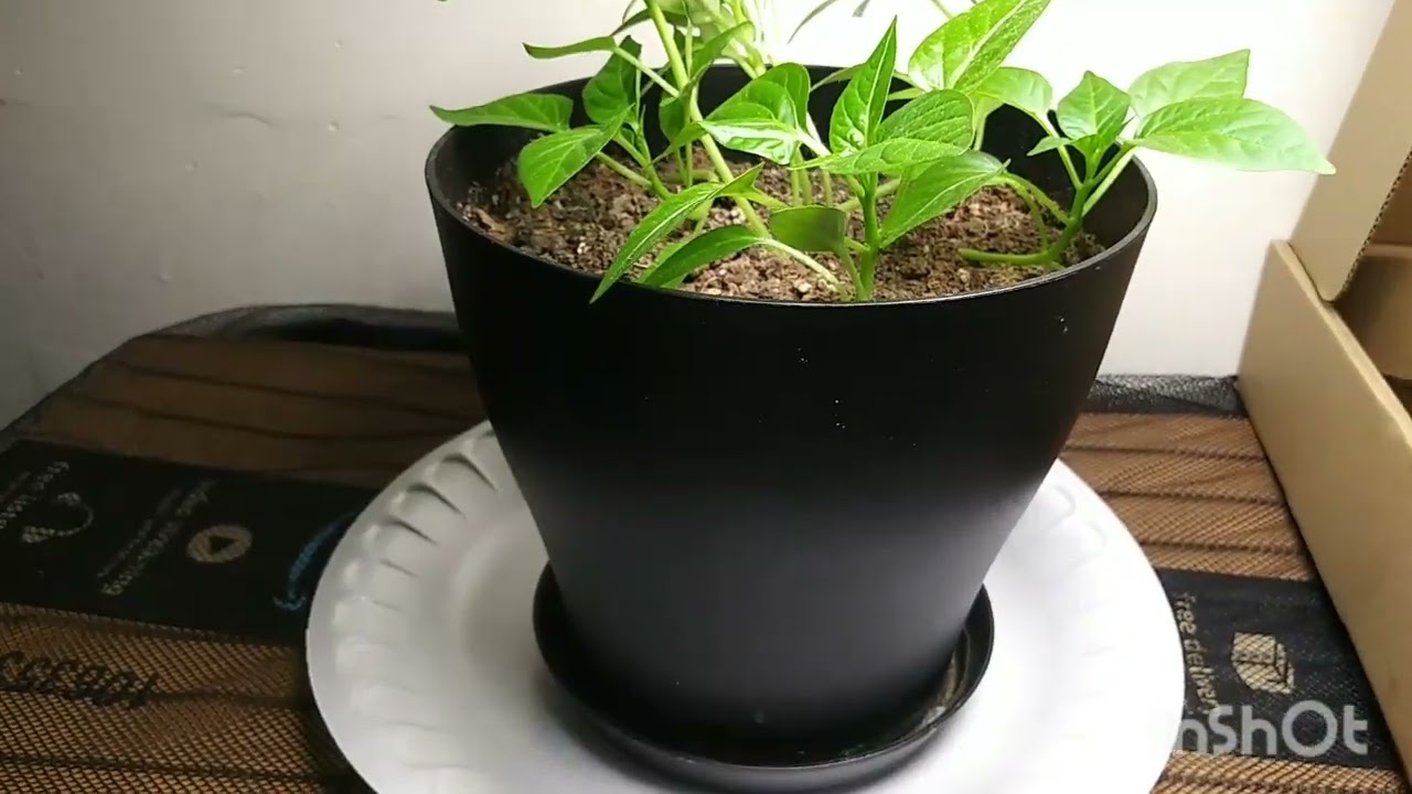 Zinqolay FECIDA Grow Light