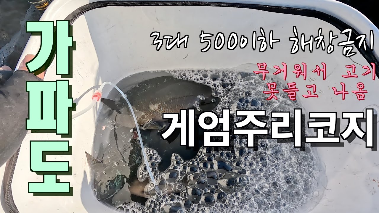 가파도 벵에돔 너무 많다