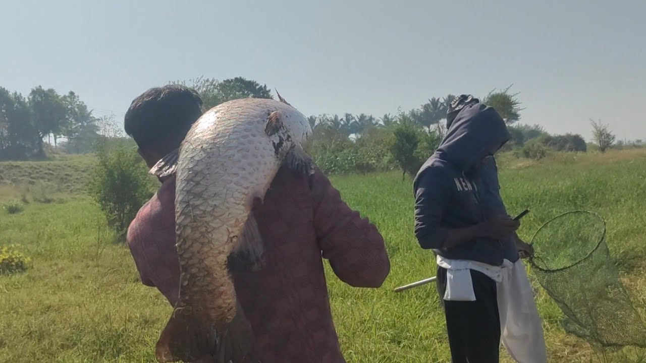 Unique fishing technique, Banana 🍌 Bait Use karke Grasscarp machli ka shikar 🎣