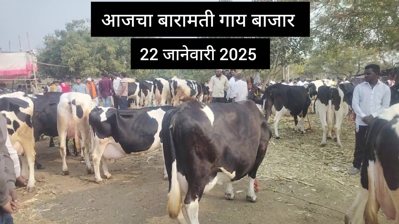 आजचा बारामती गाय बाजार आजचे चालू बाजारभाव गाईंच्या चालू किंमती ||