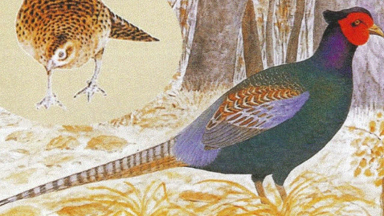 狩猟鳥獣判別（第一種銃猟編）