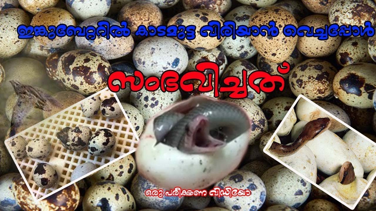 ഇങ്കുബേറ്ററിൽ കാട മുട്ട വിരിയാൻ വെച്ചപ്പോൾ സംഭവിച്ചത്