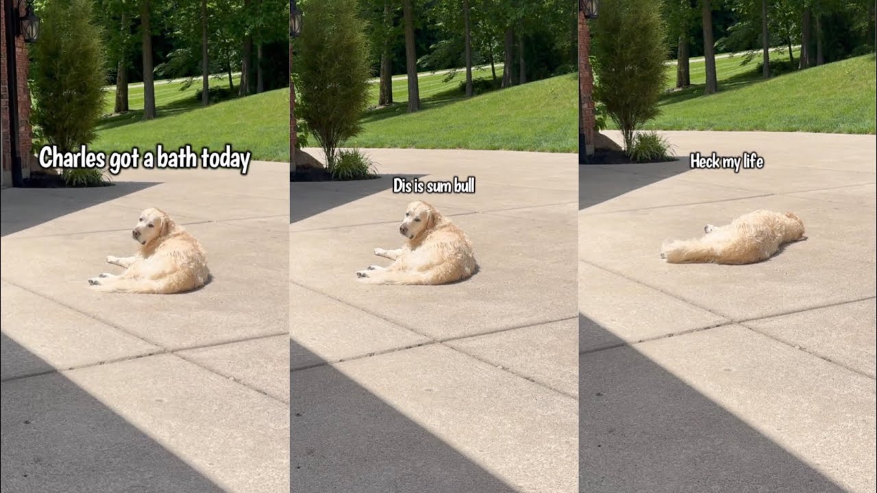 My Golden Retriever Is So Dramatic