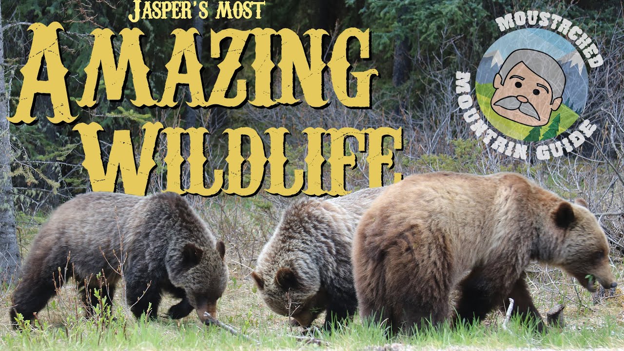 ULTIMATE wildlife round-up | Jasper National Park, Alberta, Canadian Rockies
