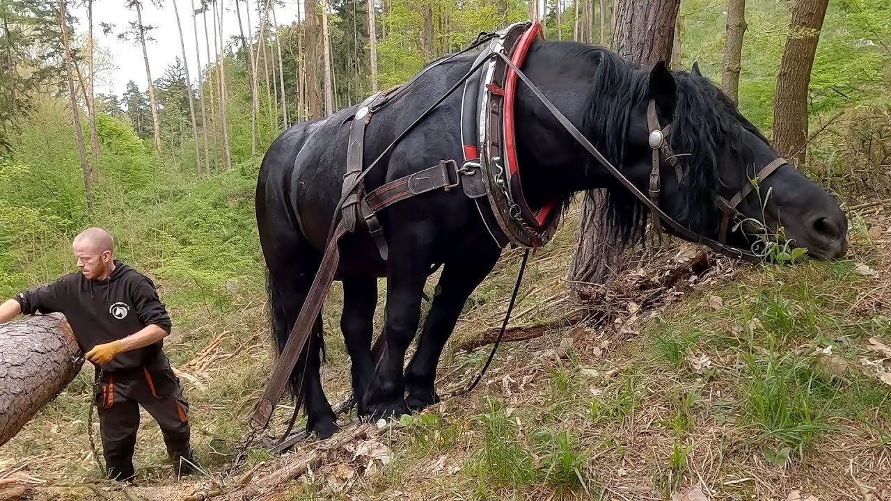 Těžba a přibližování koněm - Gyzan a Honza společně v lese