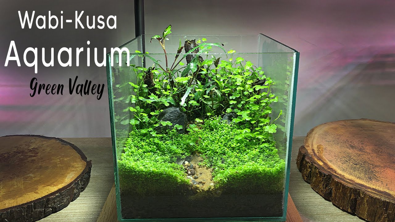 Wabi-Kusa Aquarium - Green Valley - Relaxing Maintenance