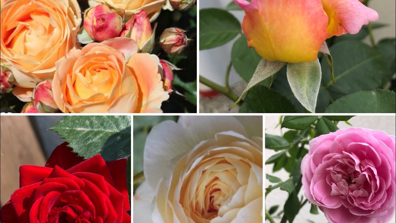 Como Plantar Rosas