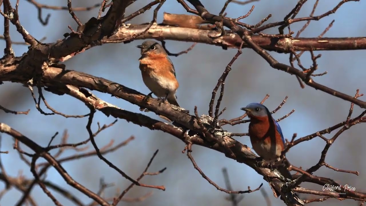 Eastern Bluebird