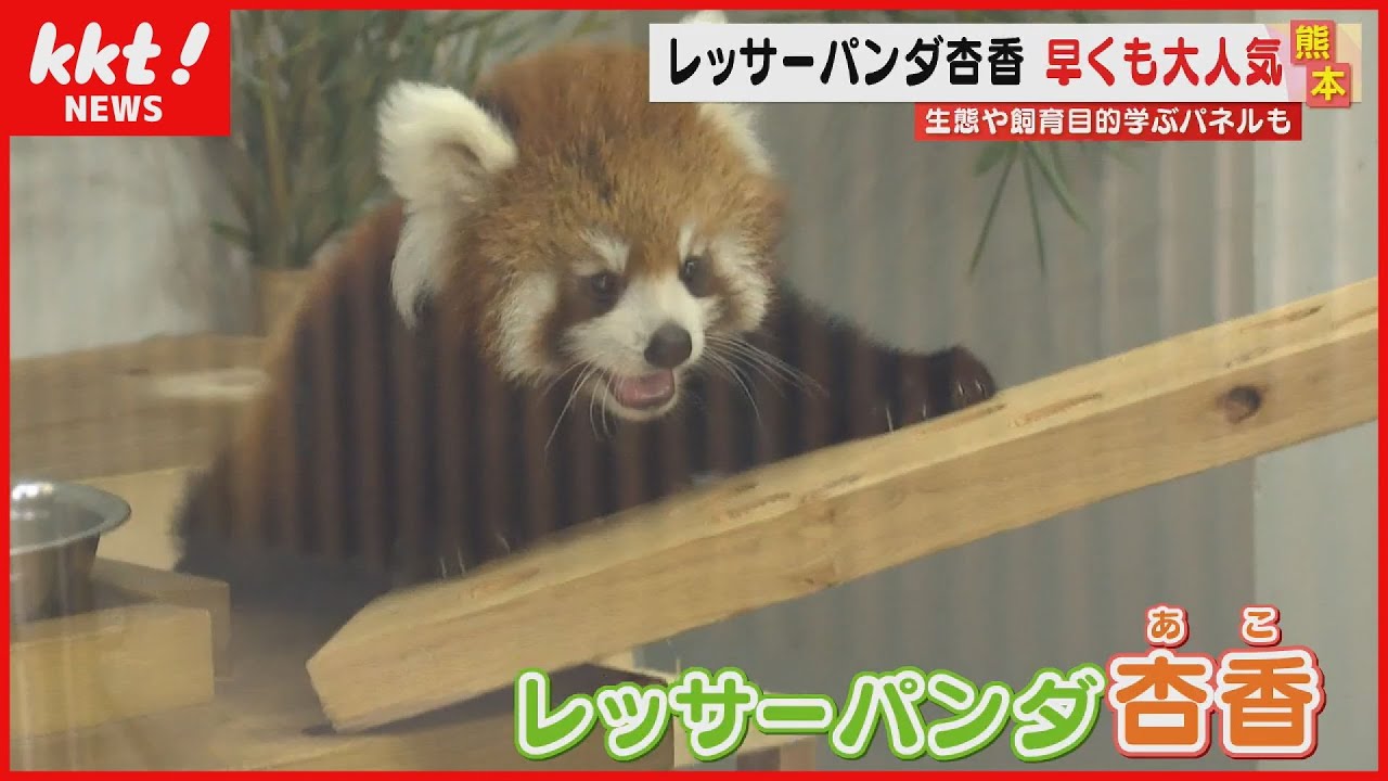 【自由気まま】レッサーパンダの赤ちゃん『杏香』にファンが殺到