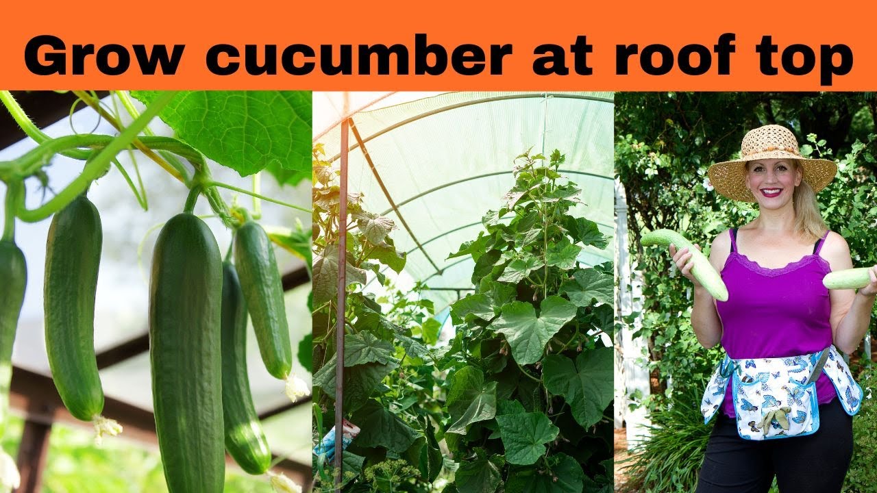How to grow cucumbers at rooftop |Kitchen gardening | Cucumbers grow at home.