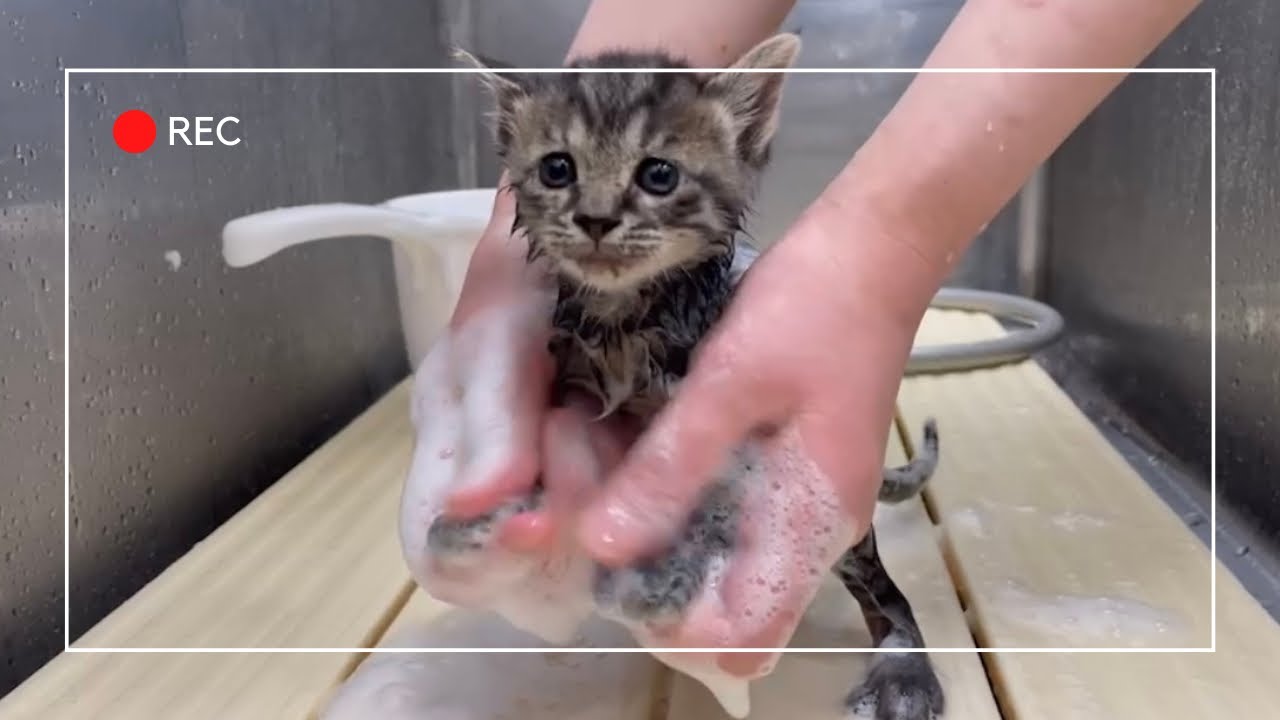 【癒し】子猫をシャンプーしてみたら可愛すぎた…(鳴き声あり/音源なし)