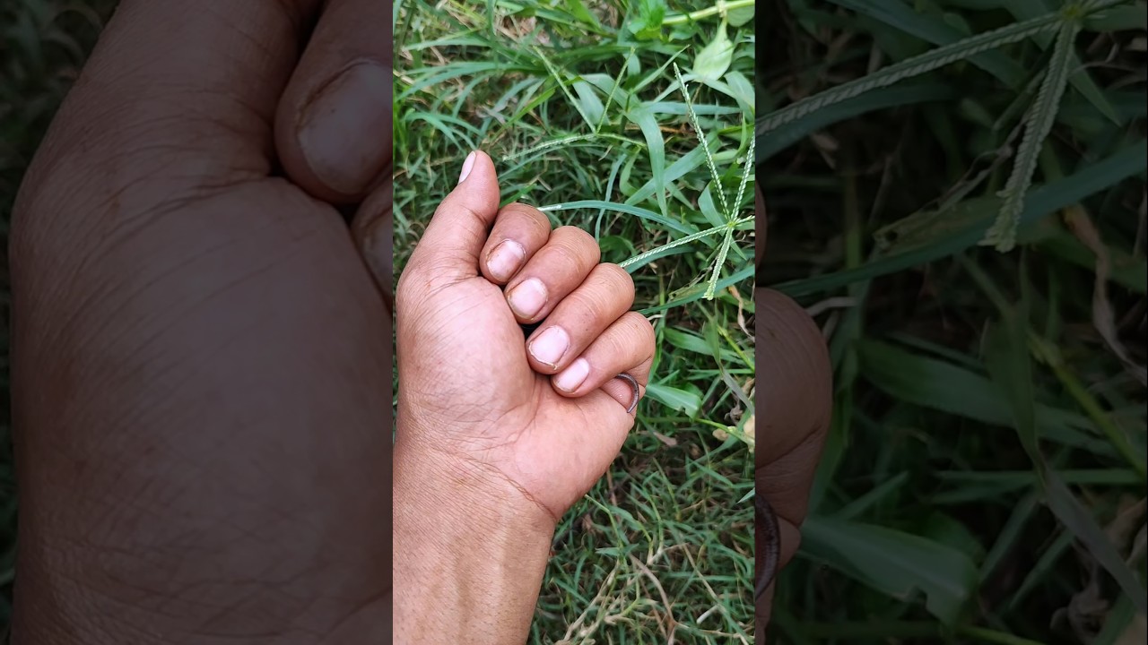 Is this a snake or a lizard or both? 