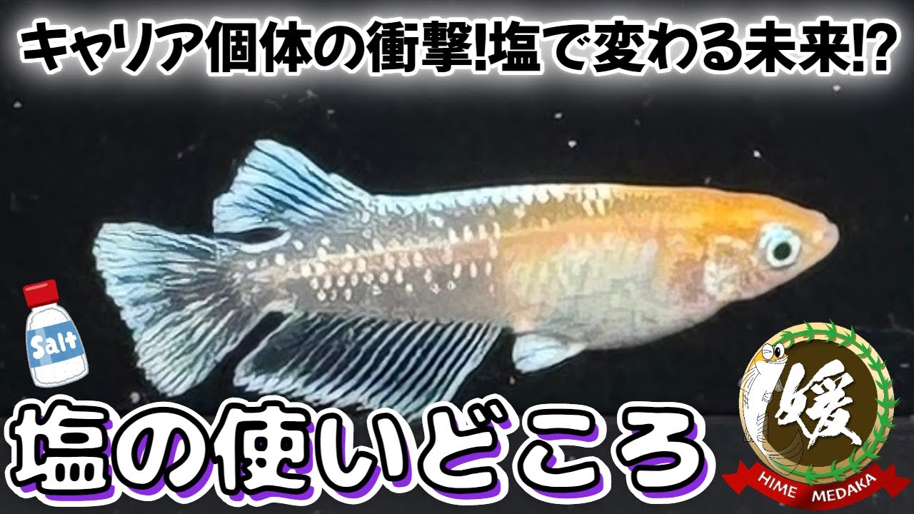 メダカ飼育における塩の使いどころ！無症候性キャリア個体の具体例【媛めだか】
