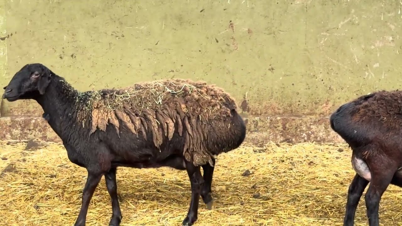 Фермерское хозяйство Бобо Шарифбека из р-на Рудаки