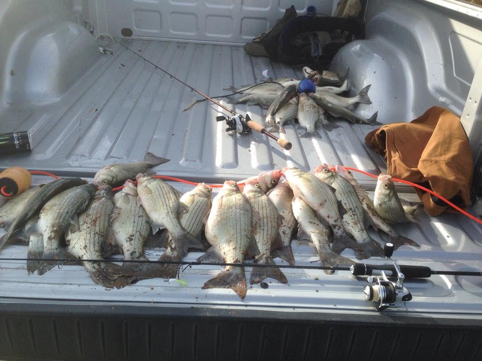 Lock N Dam White Bass fishing (Trinity River)