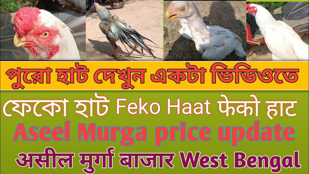Recent Aseel Murga price list in India # Kukru haat # Poradih haat # Balampur market # Feko haat