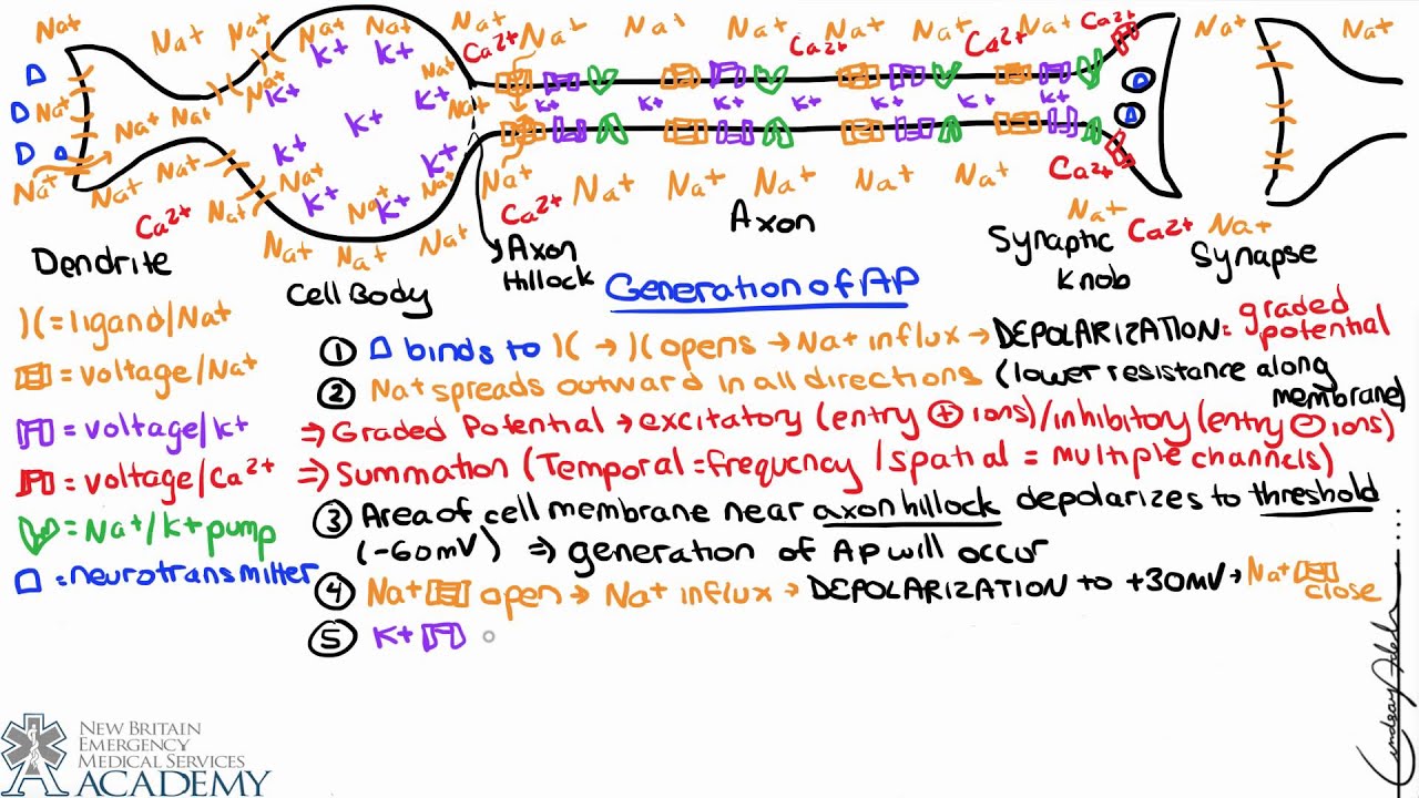 Generation of Action Potential