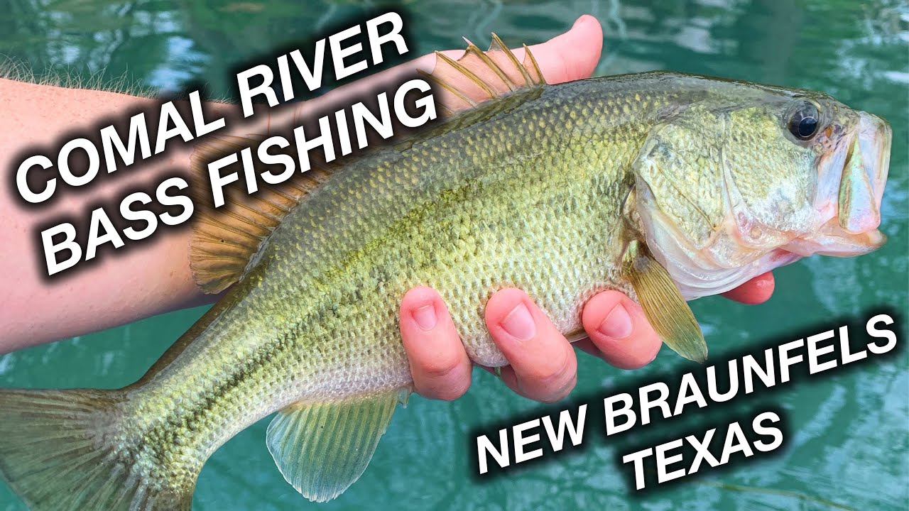 COMAL RIVER BASS FISHING (Fishing at Landa Park and Hinman Island in New Braunfels Texas)