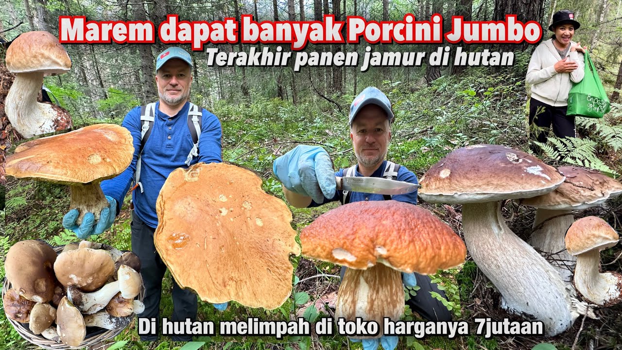 PANEN JAMUR PORCINI JUMBO LIAR TERAKHIR DAPAT SEKRANJANG PENUH | Foraging Porcini Mushroom in Norway