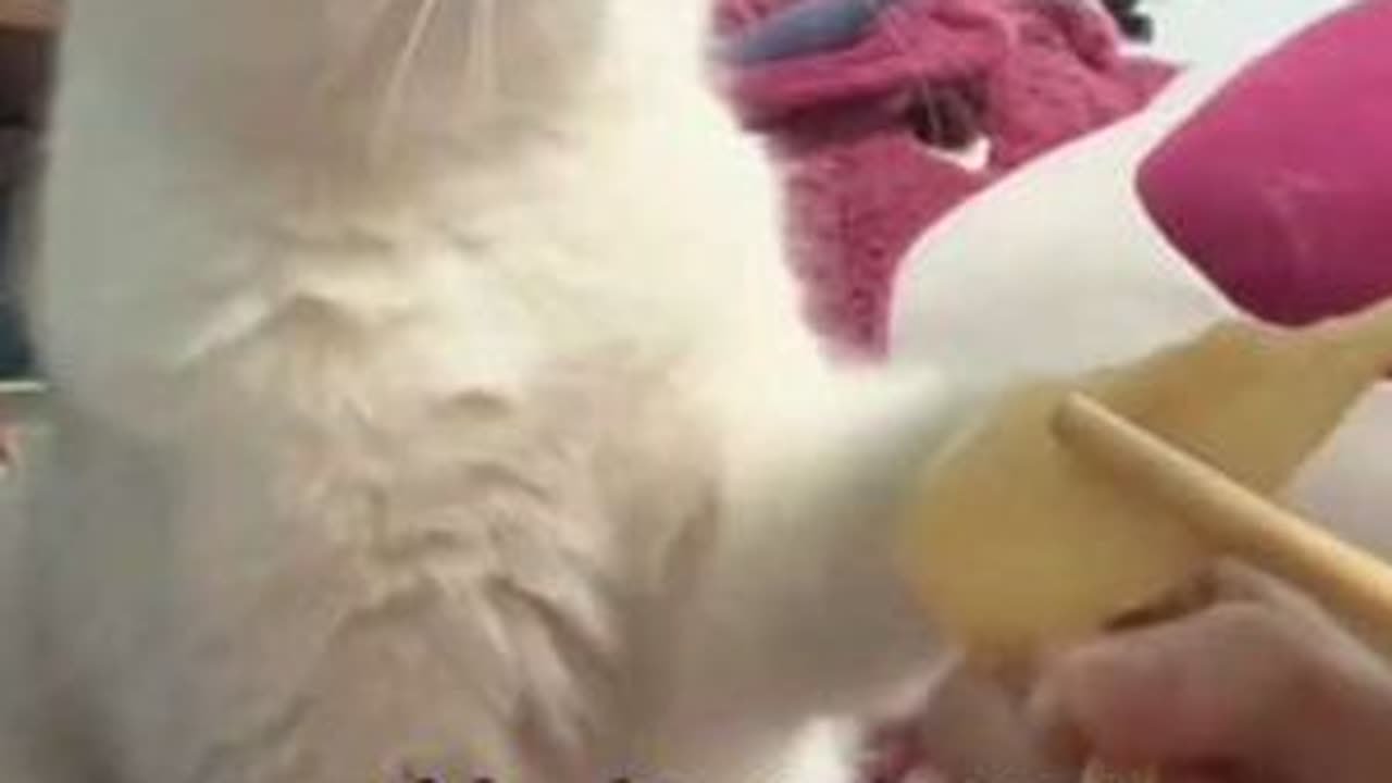 #萌宠 #宠物猫 #萌狗 #宠物狗 #萌宠猫咪