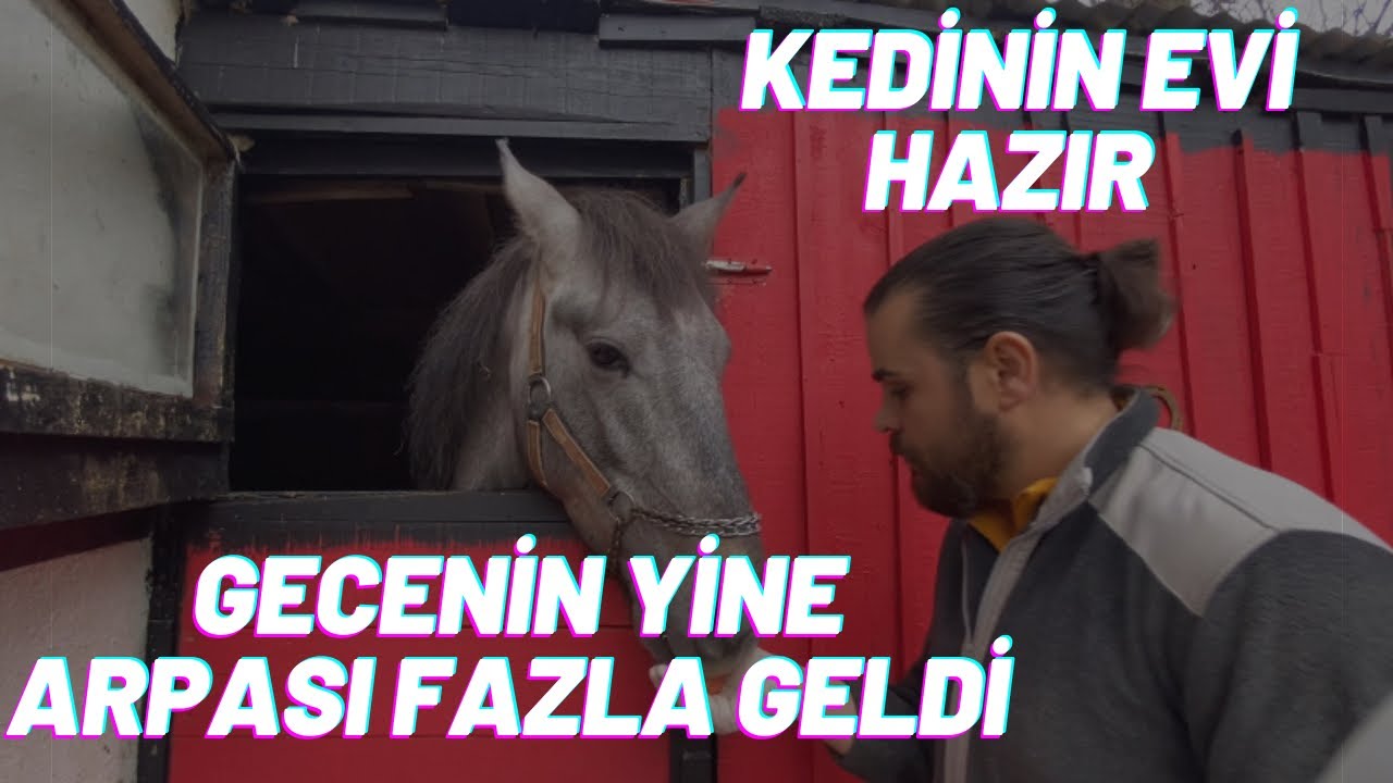 KEDİMİZİN EVİ HAZIR , GECENİN YİNE ARPASI FAZLA GELDİ BENİ YİYECEK SONUNDA