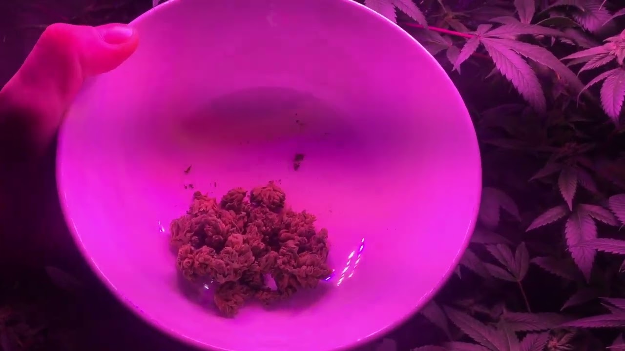 Pacific OG 6.1/10