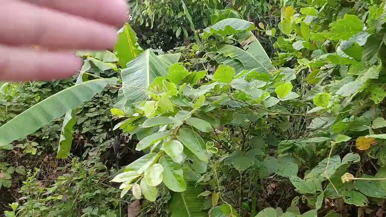 Sítio pra vender em Pau sangue, R$ 40.000 . Passa água, 1,5 hectares aproximadamente . 81994895355.