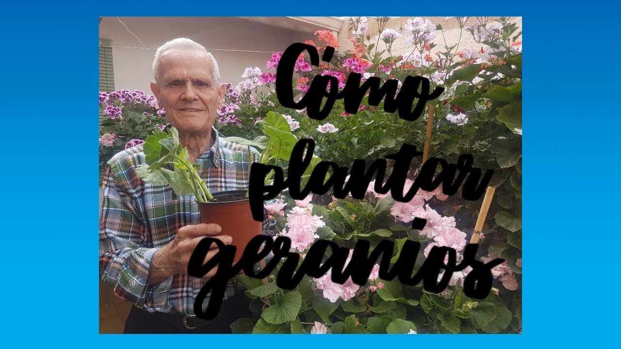 Cómo plantar un geranio [José Arellano]