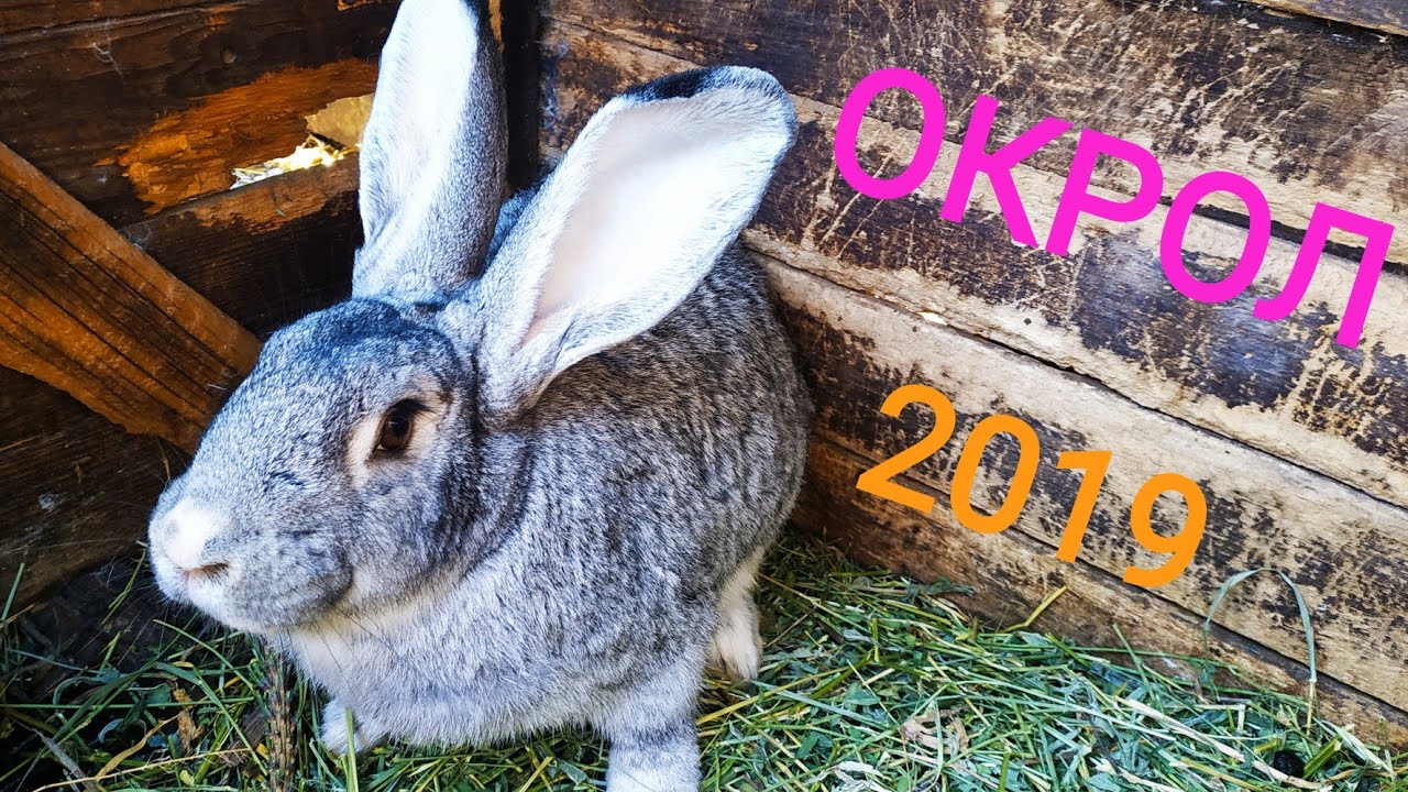 Окрол крольчихи //Жизнь в деревне!!!