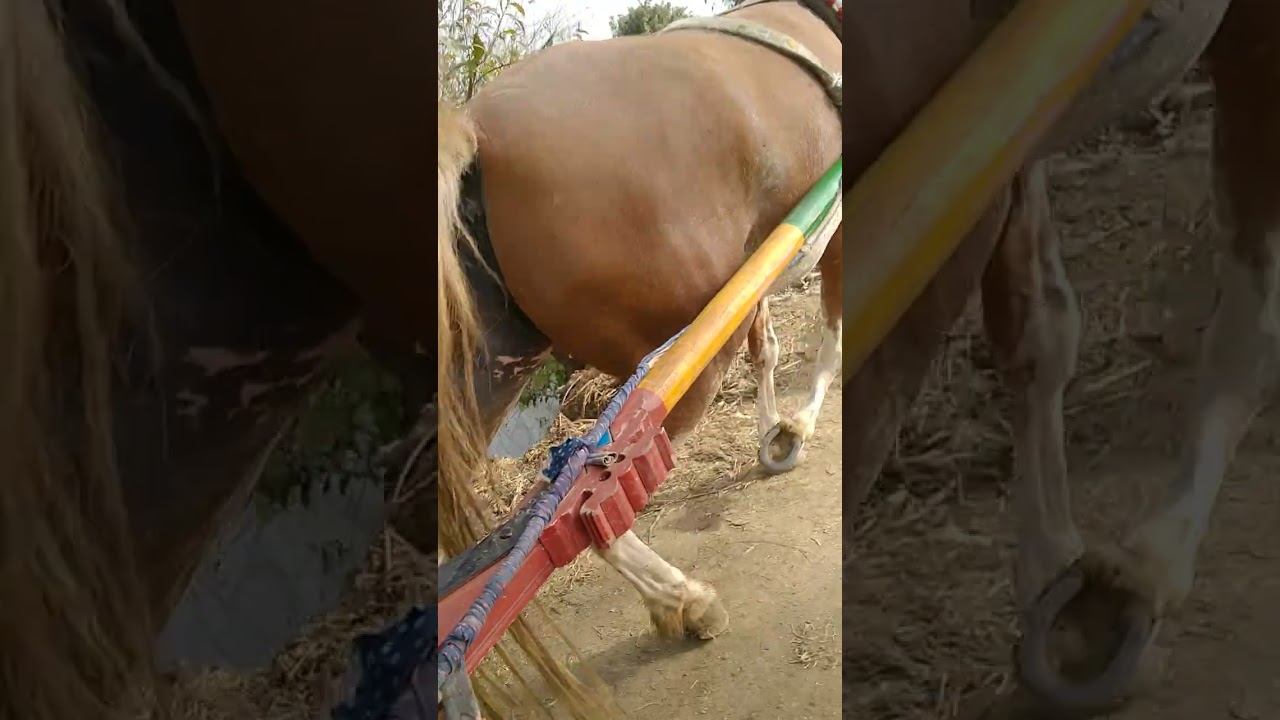 خيل الشيخ محمد رخا المحله الكبرى مهره والده دكر والجمال والجر من اعلى درجه 01093322202