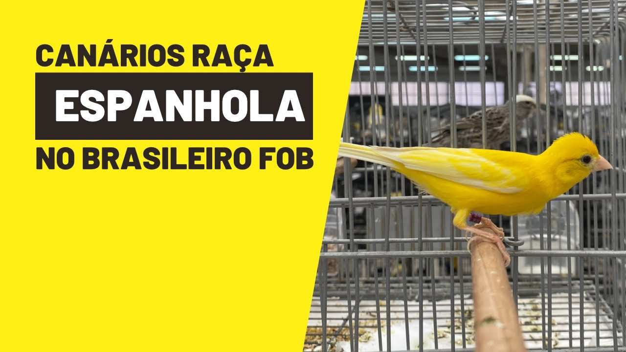 Canários RAÇA ESPANHOLA que competiram no 70° BRASILEIRO FOB