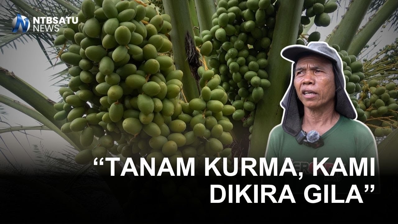 Brida NTB Bimbing Petani Lombok Utara, Target Panen Puluhan Ton Kurma Hijau