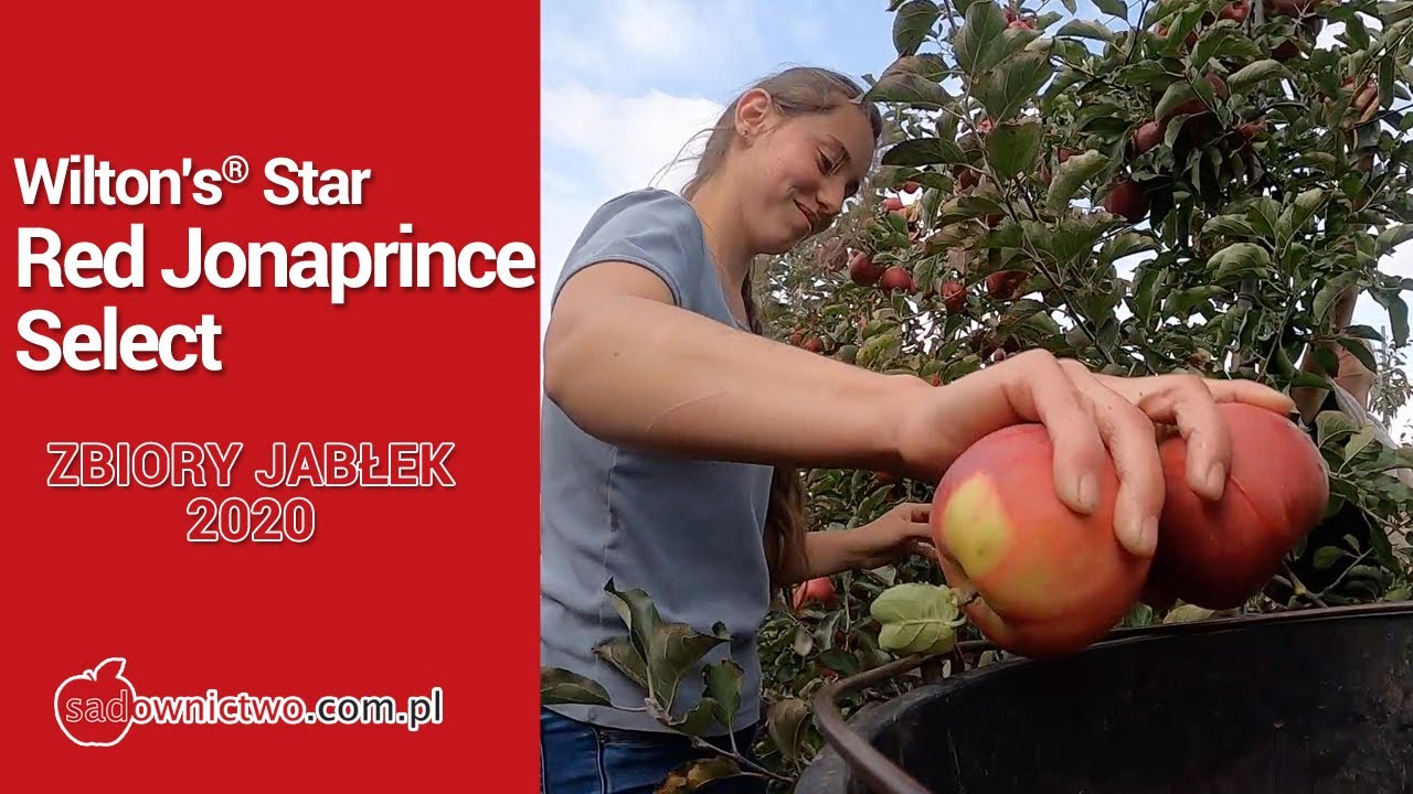 Wilton's® Star - Red Jonaprince Select - zbiory jabłek 2020 - sadownictwo - apple picking