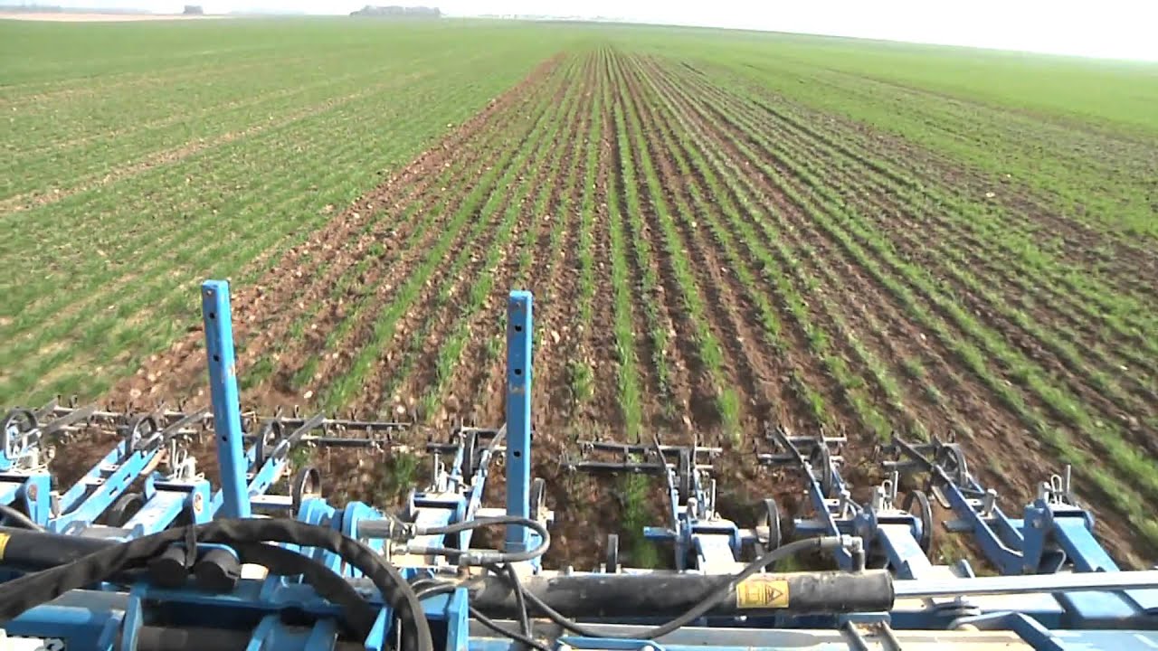 D&eacute;monstration de binage de bl&eacute;