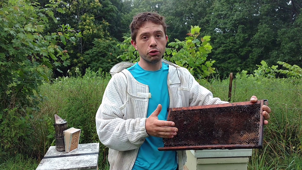 🔵 Swarm control and trapping tips