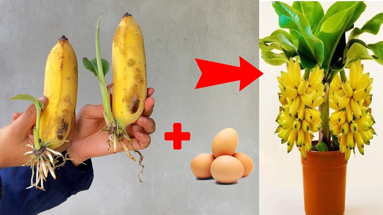 🌱Stimulate and propagate banana plants with chicken eggs, stimulate plants to grow super fast