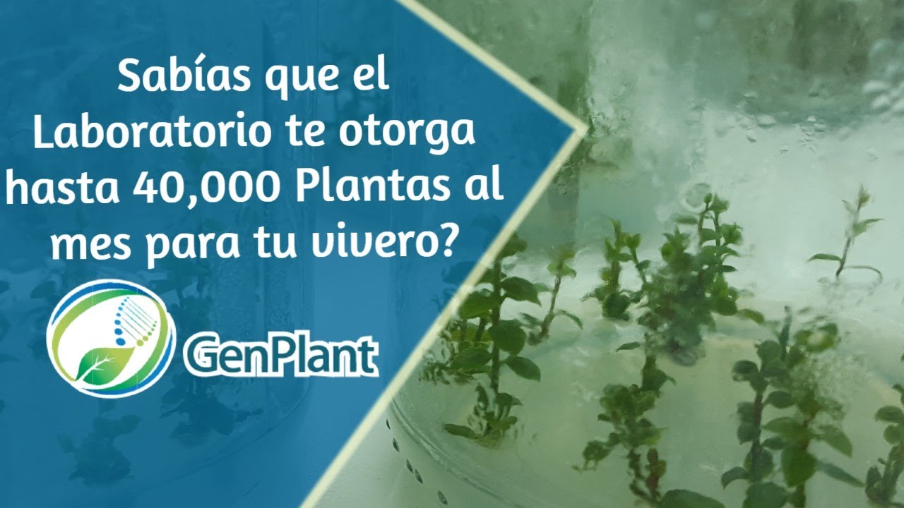 ¿Cómo obtener producciones masivas de micropropagación de plantas?