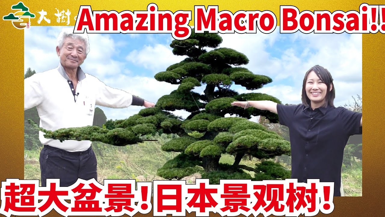 【MACRO BONSAI】Masterpieces of Buddhist pine