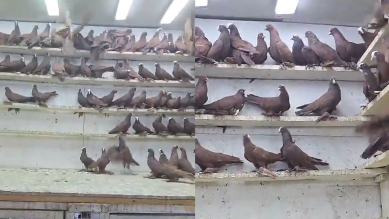 حمر بغداديات خط اول 