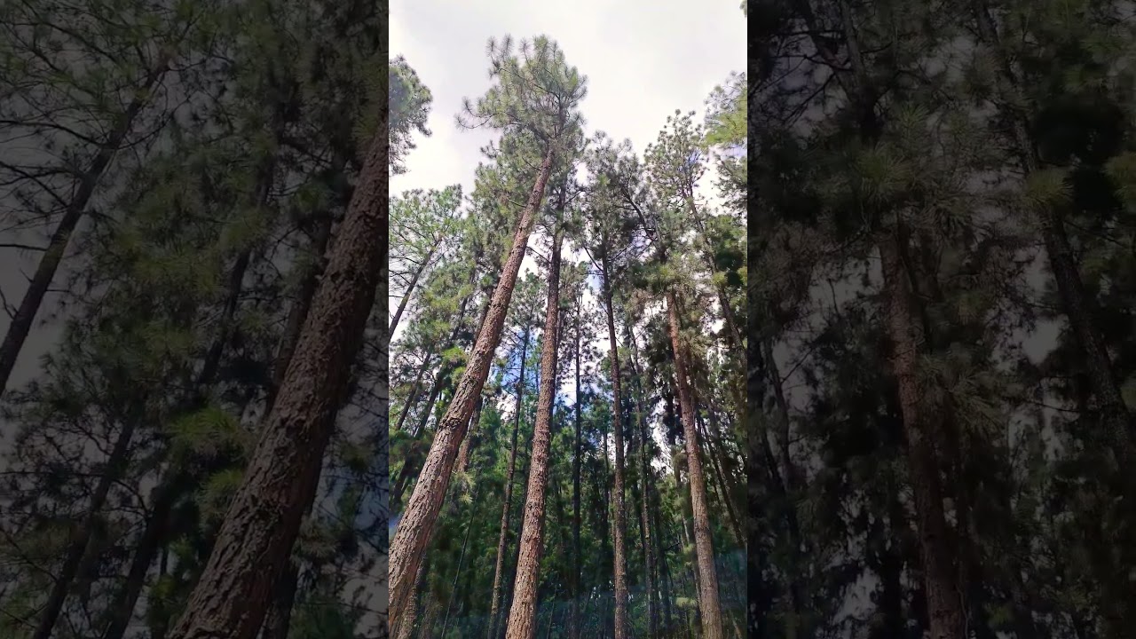pine forest. 