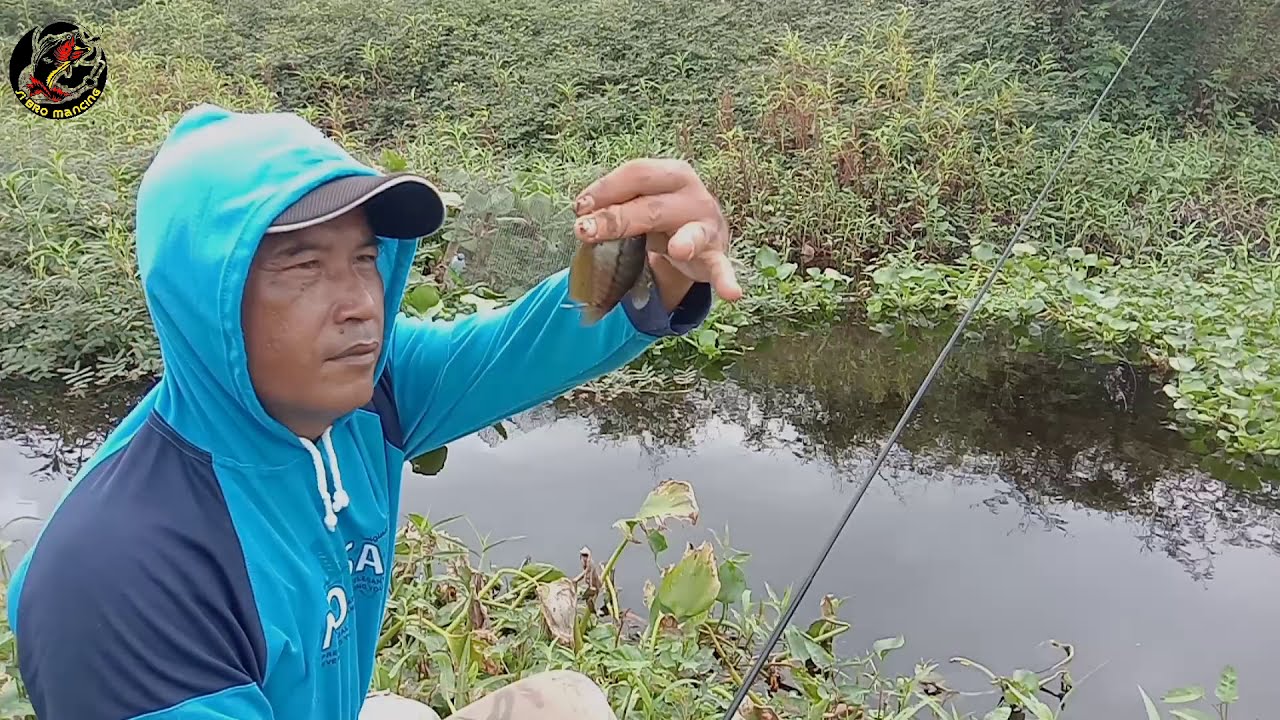 cara mancing sepat Siam ✔️ sepat biasa ✔️dengan tehnik suap terbukti ampuh🔥