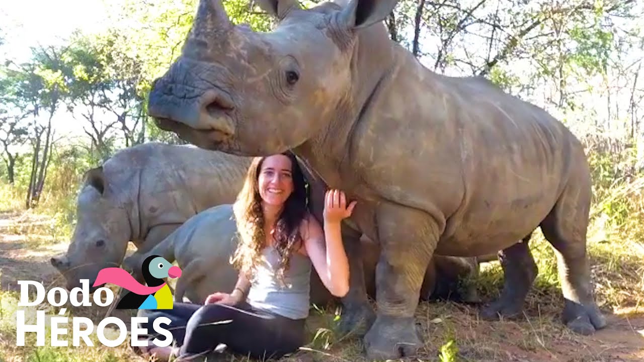 Rinocerontes bebés se acurrucan con su rescatista y su gato como cachorros I El Dodo