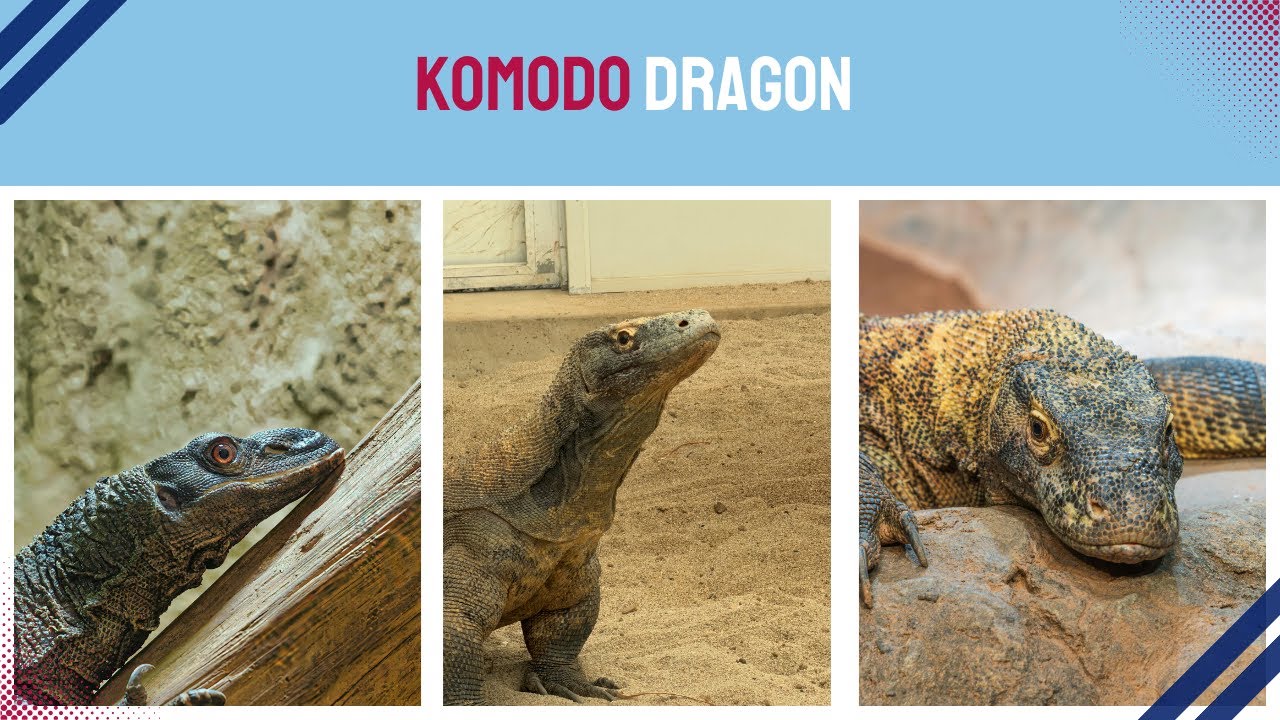 The Komodo Dragon