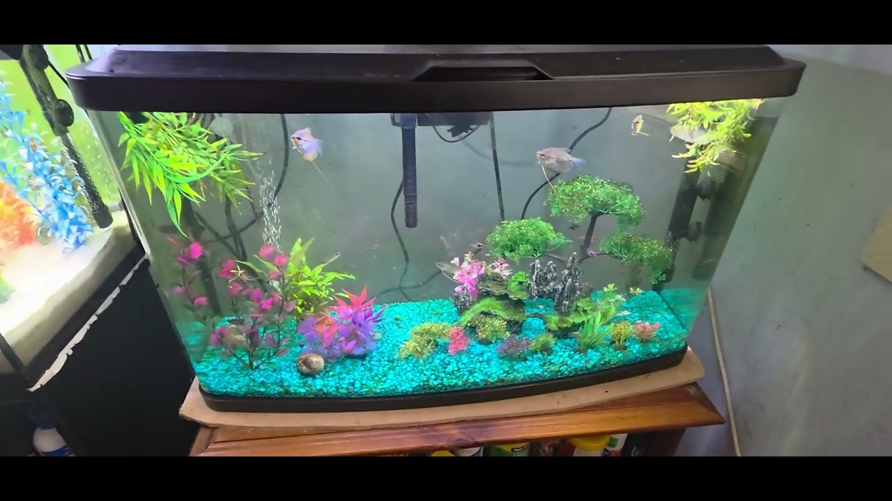 Goldfish Tank and Tropical Fish Tank.