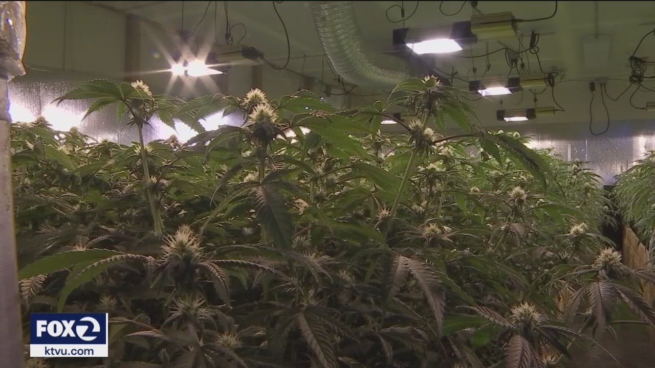 $10M cash, 500K marijuana plants seized in Bay Area's largest-ever bust