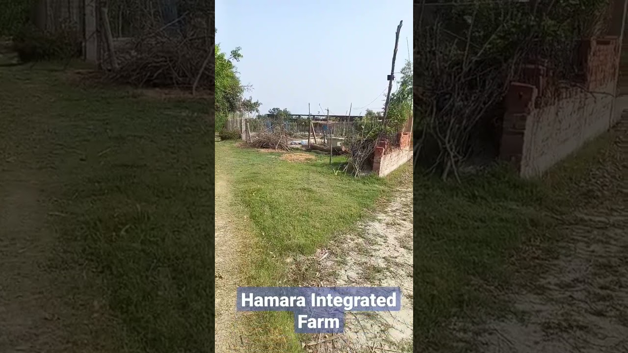 Hamara Integrated Farm Goat + Chicken + Fish +Fruits & Vegetables #integratedfarming #organicfarming