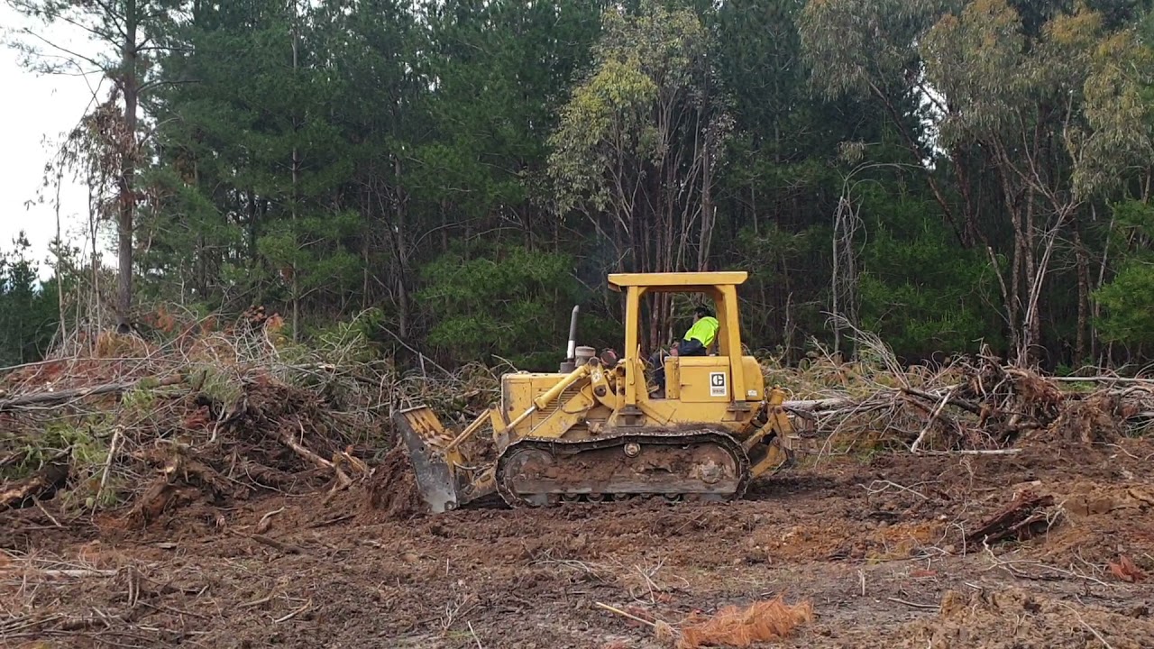 caterpillar 951 clearing pine trees