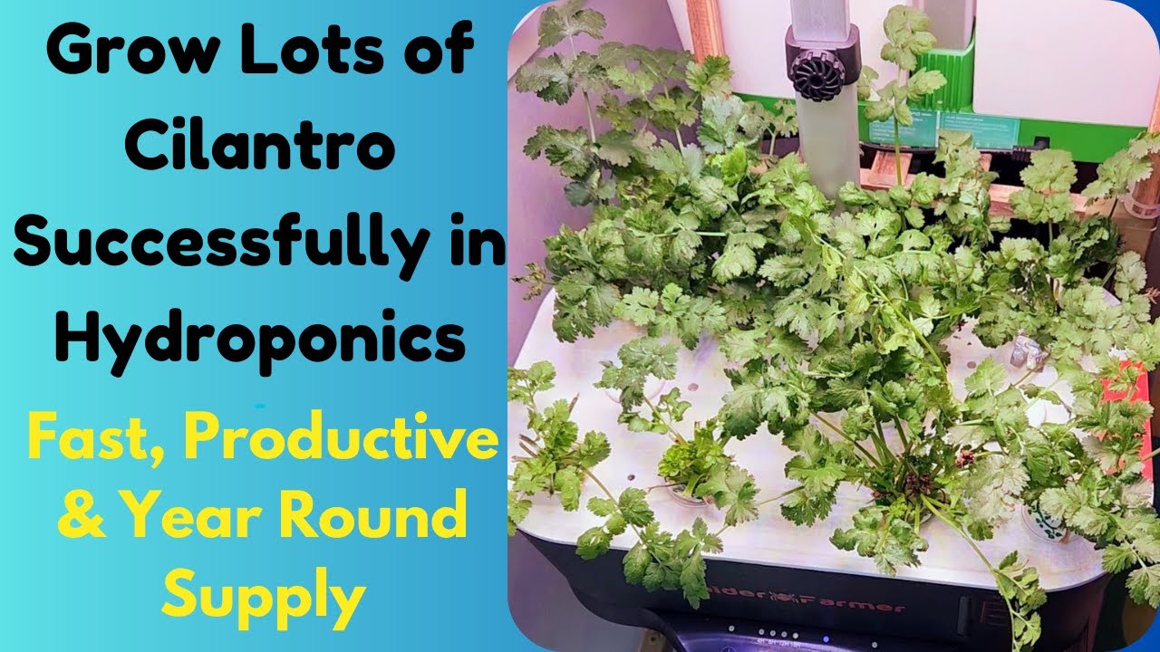 Grow lots of Cilantro successfully, Spider Farmer Hydroponics Growing System